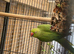 1 pair of Indian ringneck parrots