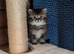 Beautiful Scottish straight kittens