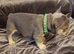 French bulldog puppies