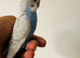 3 Hand reared Baby Budgies