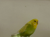 Young hen budgie .