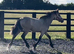 Golden Dun With 4 Dark Points " Dun Filly Young Sport Horse