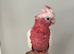 Handreared Super Tame Galah cockatoo