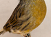 Gloster canary