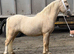 Top class gelding