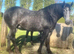 Pure bred Irish draught - ready to back