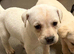 STUNNING PUPPIES LOOKING FOR FOREVER HOMES