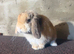 Pure breed mini lop buck