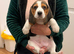 Beagle puppies for sale
