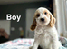 Peaches lovely lemon white cockapoo girl and boy available