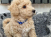 Beautiful Poochon Puppies