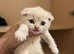 Scottish Fold & Straight Kittens