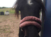 Mini coblet gelding