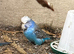 two show budgies two exhibition one and other mixed