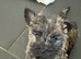Beautiful KC Reg Cairn Terrier Puppies
