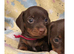 One smooth boy available reduced as ready to go