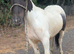 Cob colt to make 13h+