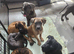 Puppies