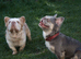 ARE FLUFFY FRENCH BULLDOGS | KC REG | DNA TESTED | 5 GIRLS 1 BOY