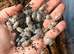 Dairy cows & Snow White isopods