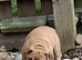 English bulldog puppy ready to go now