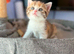 Scottish Fold X 3 Kittens