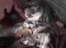 Toy poodle puppy available