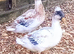 Crested Bantam Males