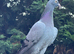Racing pigeon