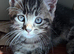 Beautiful Kittens vet checked- Looking for loving homes