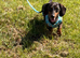 5 year old silver dapple mini dachshund