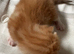 Beautiful kittens
