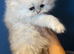 GCCF registered silver Persian (chinchilla)