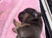 Frenchie puppys