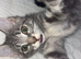 Beautiful grey Maine coon cross boy