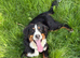 Bernese mountain dog puppy