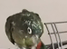 Female maximilian pionus