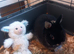 Pure netherland dwarf rabbit