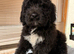 stunning bernedoodle puppy