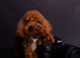 F1 teacup asian Maltipoo Ready for new homes