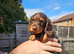 Minature daschund