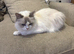Pure bred ragdoll bicolour