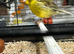 Border canary hen available £20
