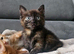 3 kittens for sale