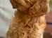 Stunning female cockapoo