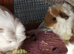 I have a white coronet and ginger brown and white texel x both 1 yr old females