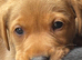 Labrador puppies