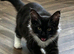 We have 7 LET TWO BOYS STILL AVAILABLE gorgeous Maine coon kittens for re homing