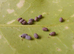 Medauroidea Extradentata Annam Stick Insect 10-15 Eggs - Vietnamese