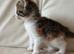 Kittens for sale